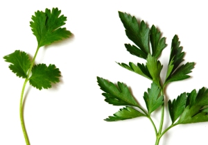 coriander_parsley_difference